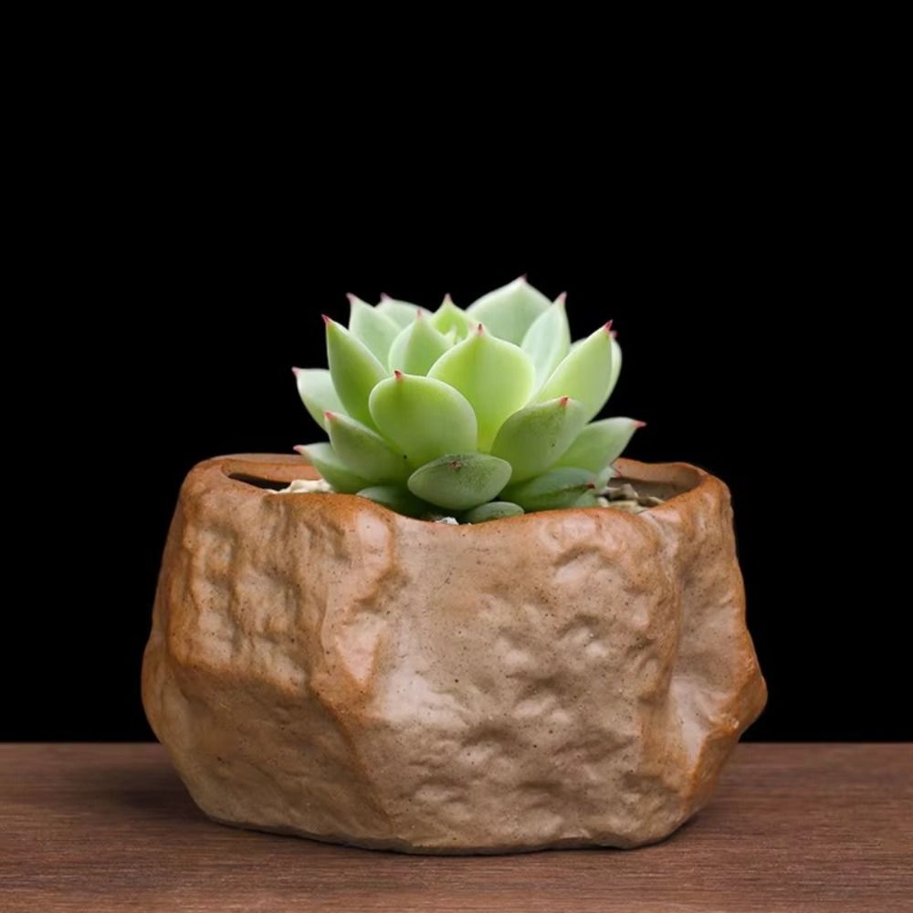 Ceramic Succulent Plant Pots S - đánh giá và giá Aloe Vera Pot