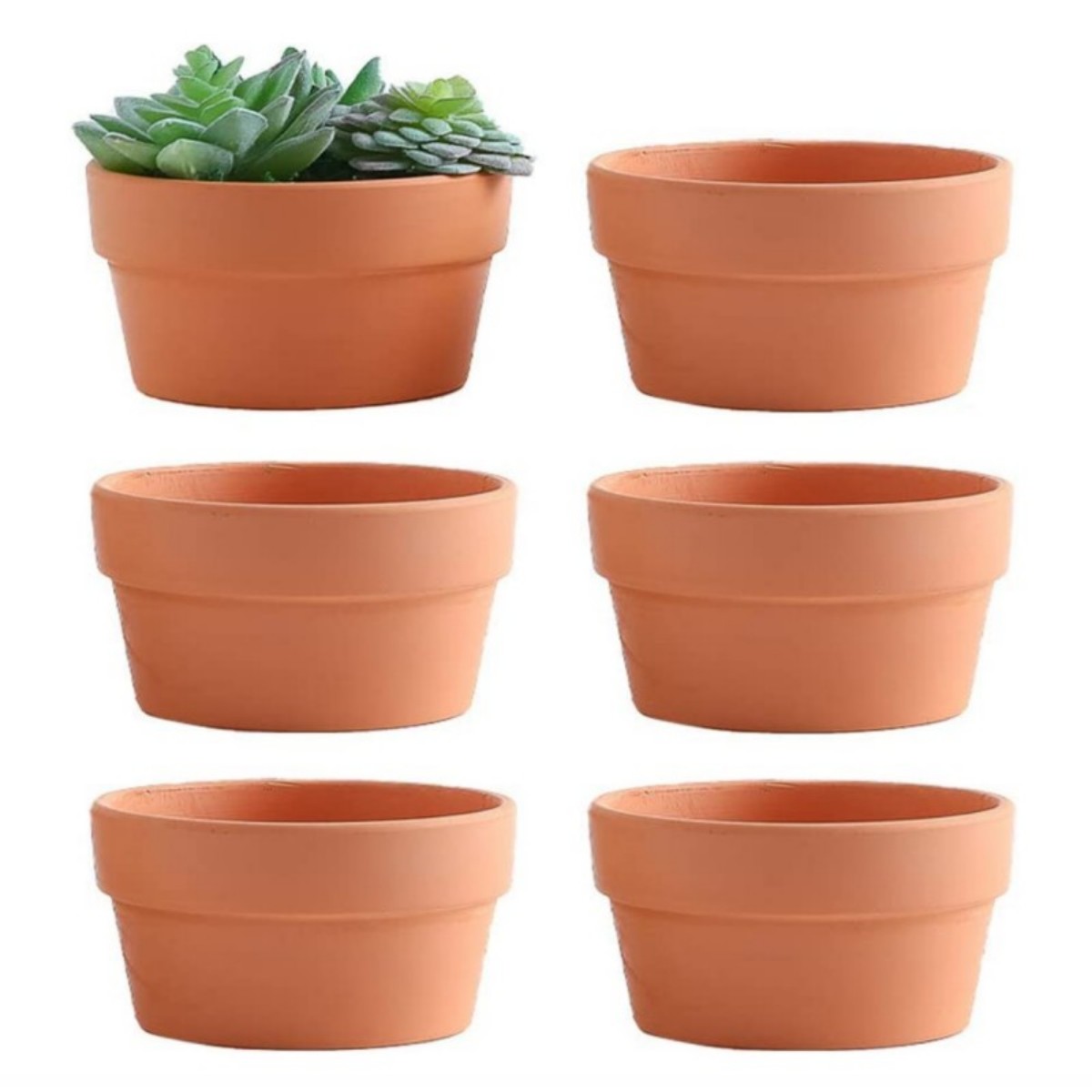 6 PCS Terracotta Buld Pots 3.5 - đánh giá và giá Aloe Vera Pot