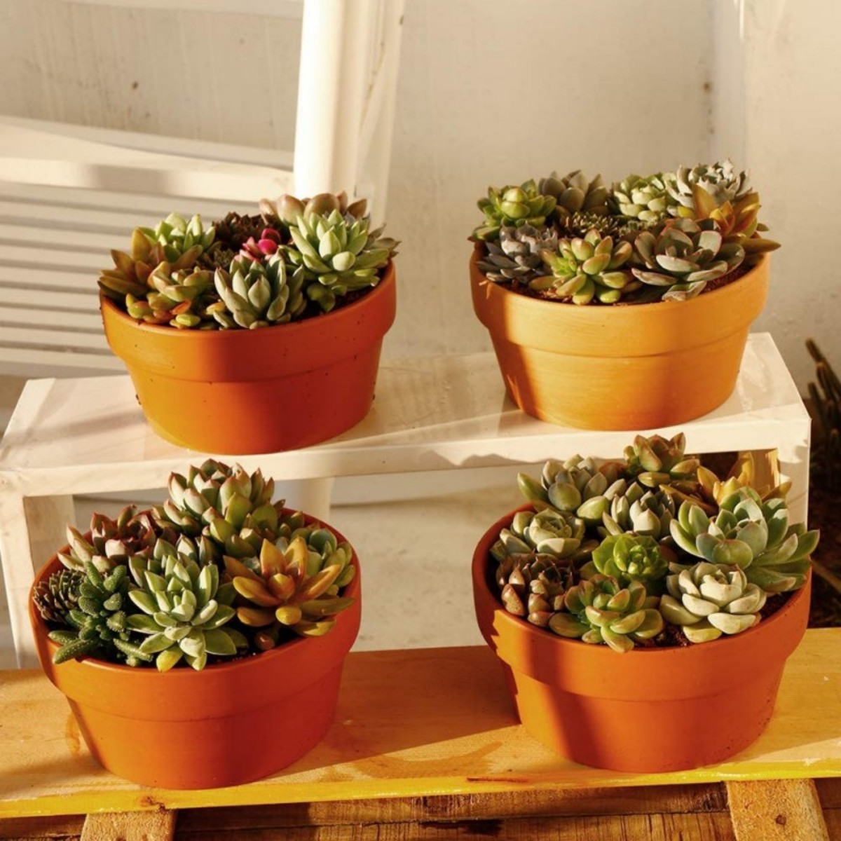 6 PCS Terracotta Buld Pots 3.5 - đánh giá và giá Aloe Vera Pot
