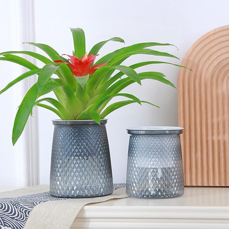 2024 Transparent Self Watering - đánh giá và giá Aloe Vera Pot