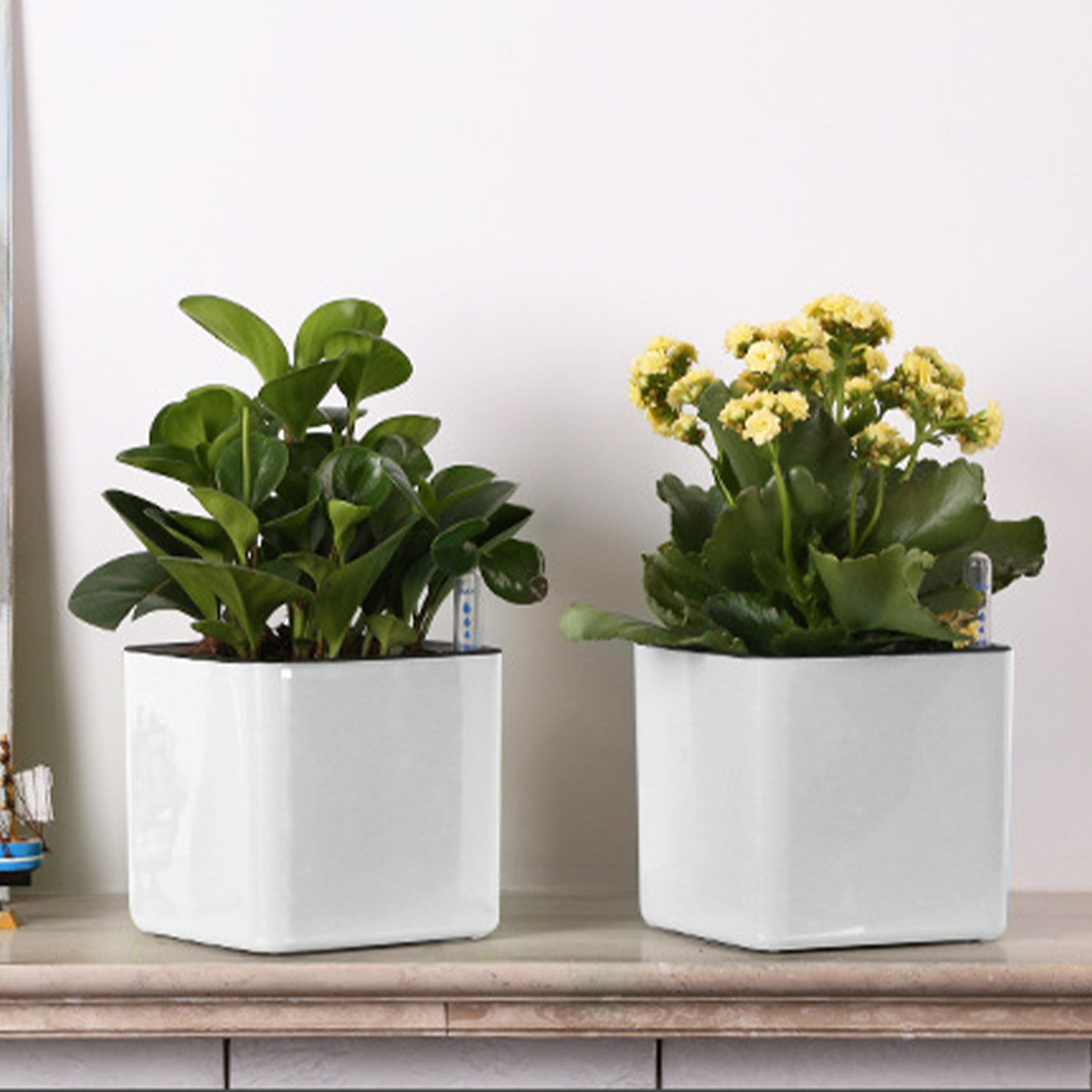 Self Watering Planter Self-wat - đánh giá và giá Aloe Vera Pot
