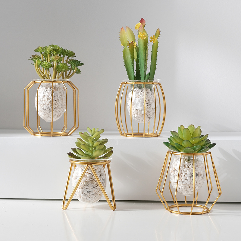 Home creative hydroponic vase  - đánh giá và giá Aloe Vera Pot