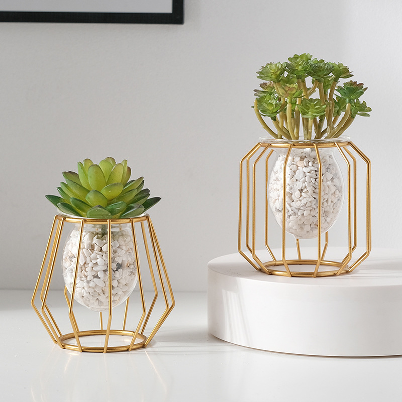 Home creative hydroponic vase  - đánh giá và giá Aloe Vera Pot