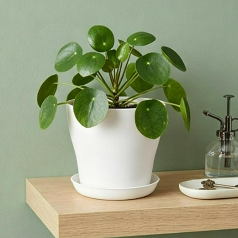 Plant Pot Set with Drainage Ho - đánh giá và giá Aloe Vera Pot